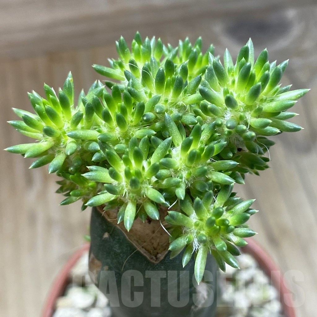 SH18269 Austrocylindropuntia lagopus, grafted
