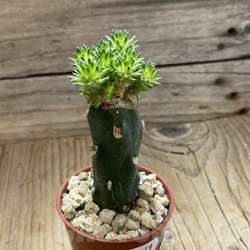 SH18269 Austrocylindropuntia lagopus, grafted - Image 2