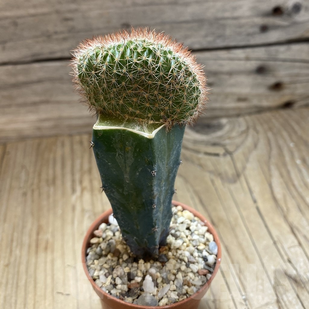 SH18270 Echinocereus reichenbachii f. cristata, grafted - Image 2