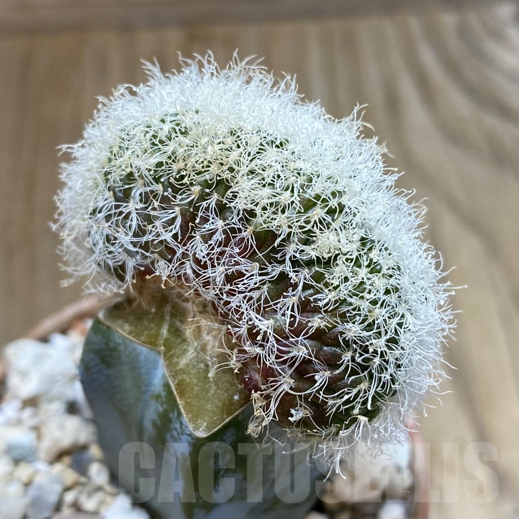 SH18276 Sulcorebutia hertusii f. cristata, grafted