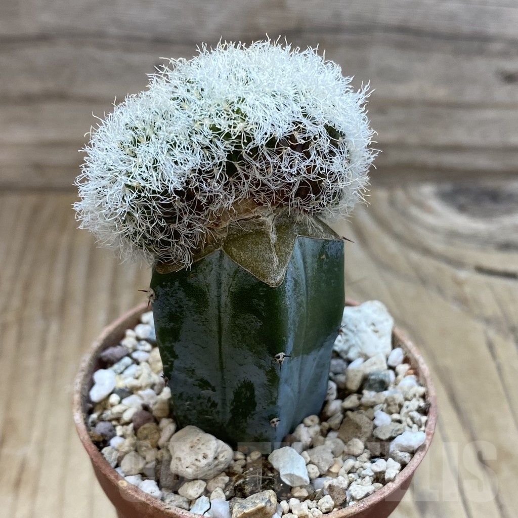 SH18276 Sulcorebutia hertusii f. cristata, grafted - Image 2