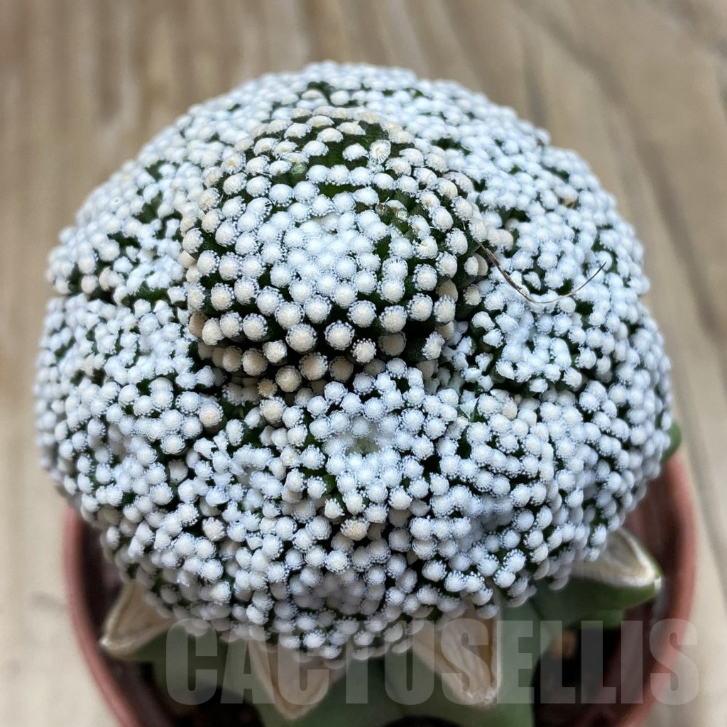 SH18284 Mammillaria luethyi MZ 1753, grafted