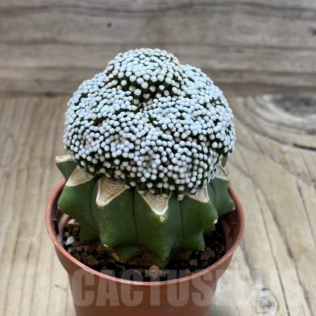 SH18284 Mammillaria luethyi MZ 1753, grafted - Image 2