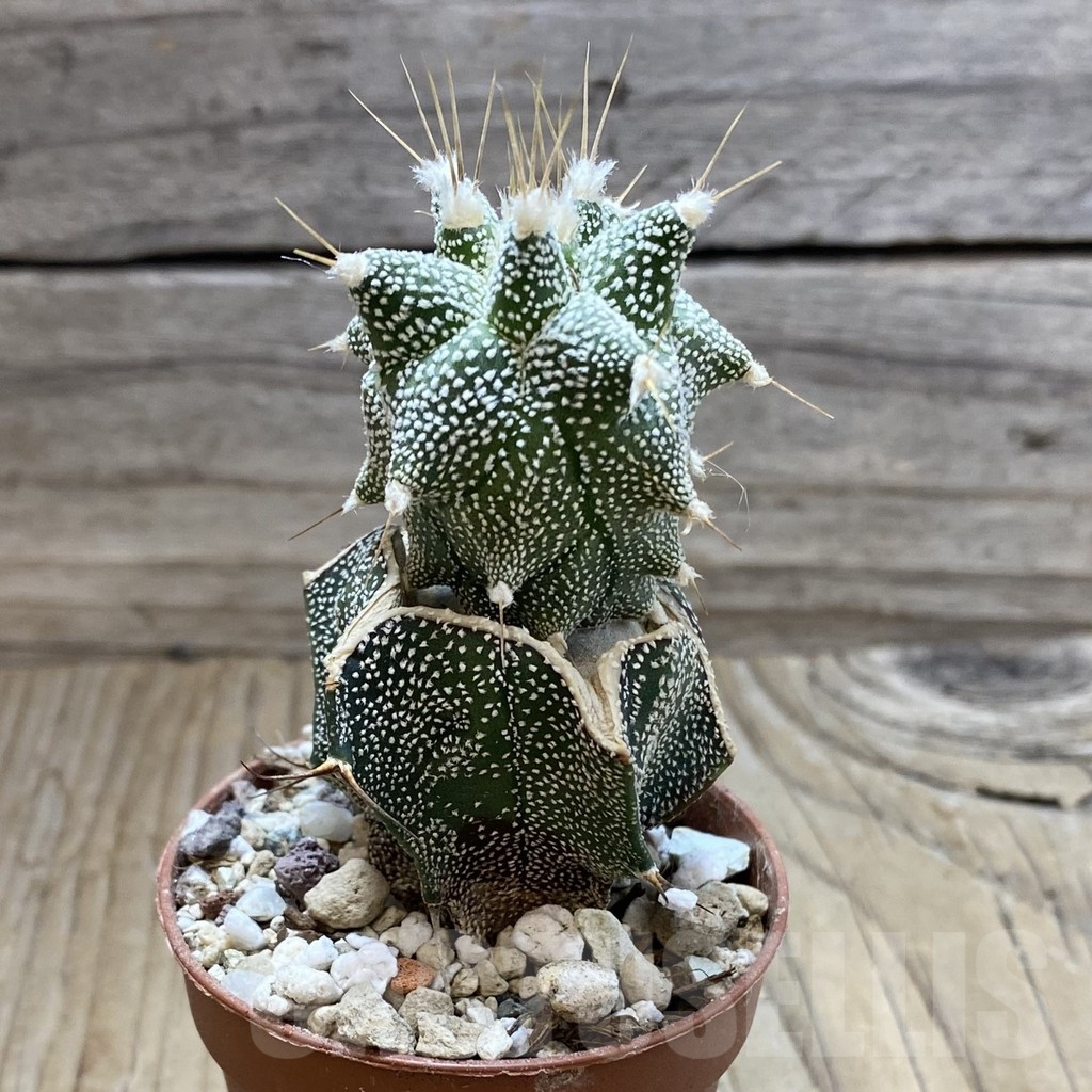 SH18286 Astrophytum ornatum 'Kikko', grafted - Image 2