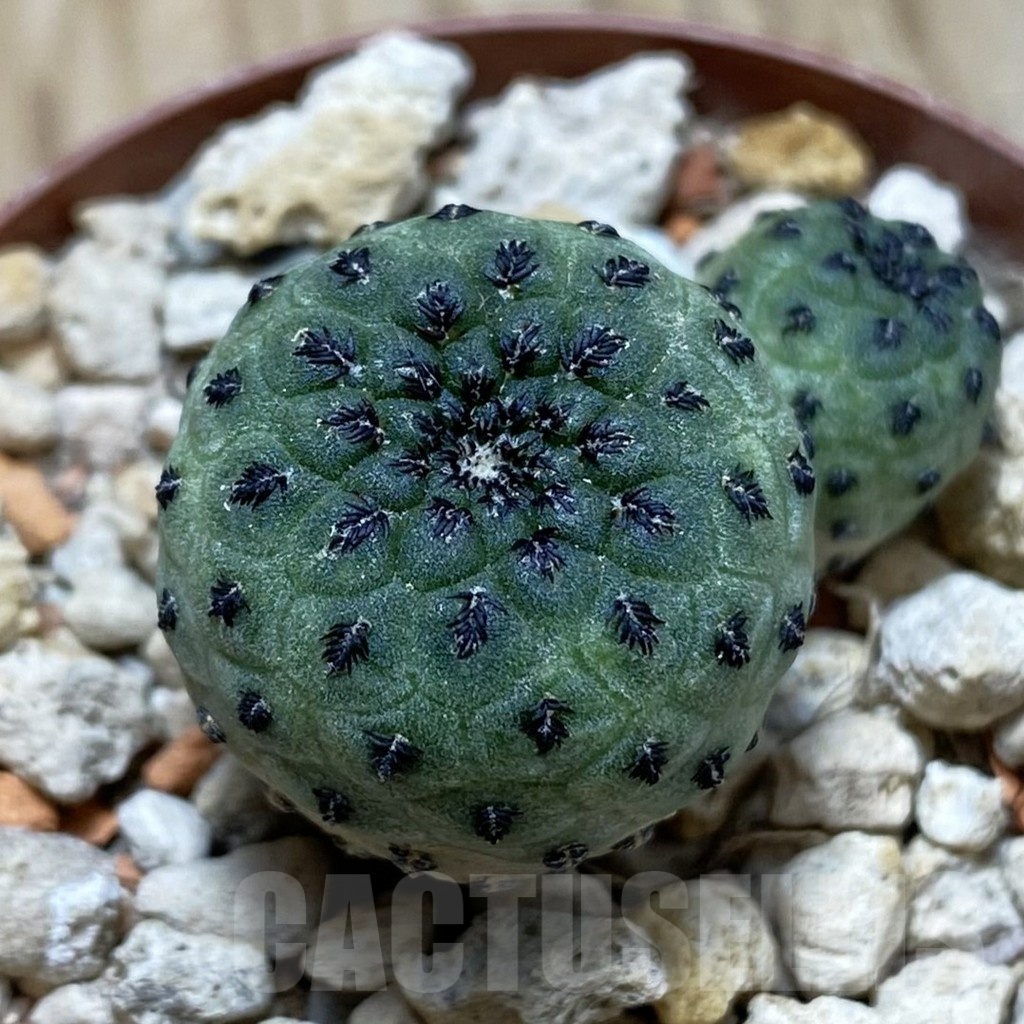 SH18236 Sulcorebutia rauschii 'Green'