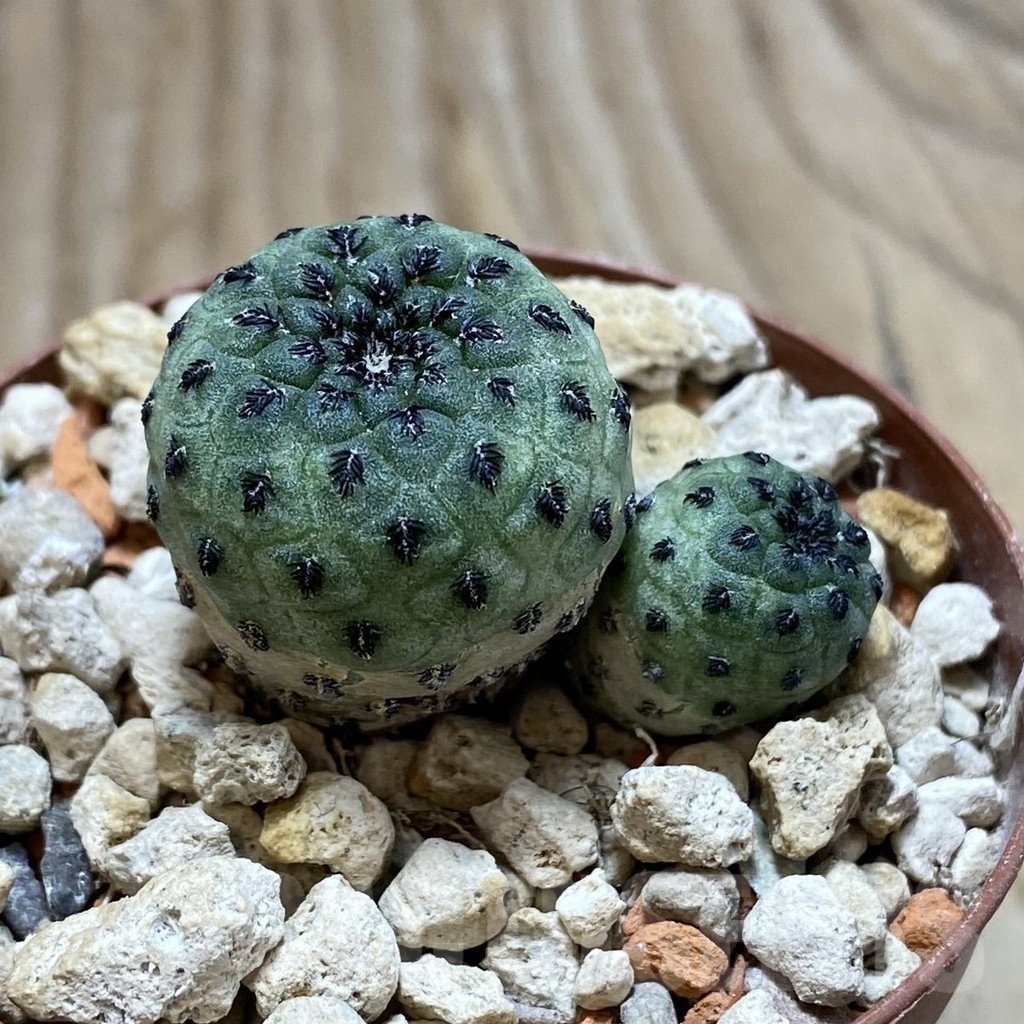 SH18236 Sulcorebutia rauschii 'Green' - Image 2