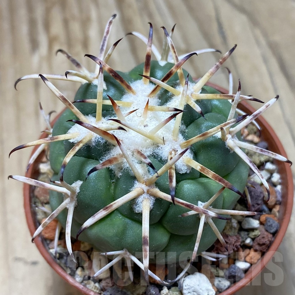 SH18249 Coryphantha poselgeriana v. valida -El Amparo-
