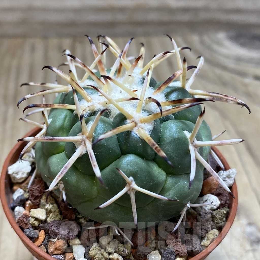 SH18249 Coryphantha poselgeriana v. valida -El Amparo- - Image 2