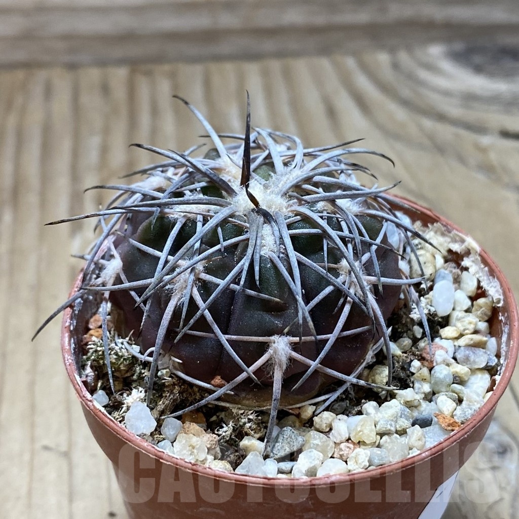 SH18255 Gymnocalycium spegazzinii v. punillense - Image 2