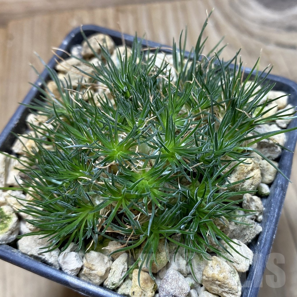 SH18467 Ornithogalum sardienii