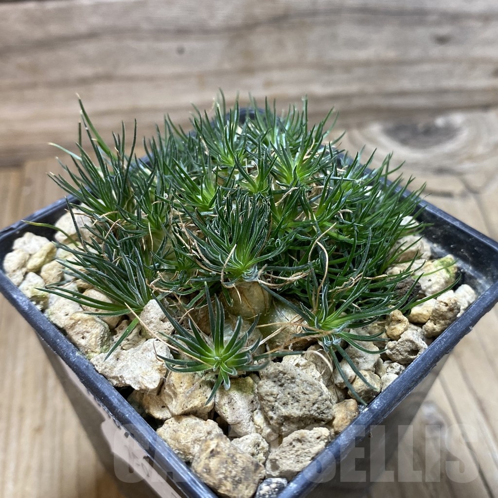 SH18467 Ornithogalum sardienii - Image 2