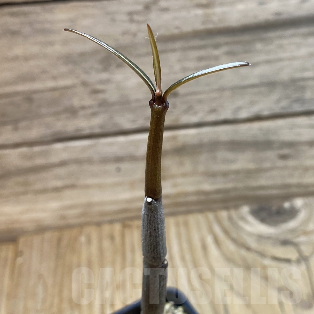 SH18473 Ceropegia fusca, seedling