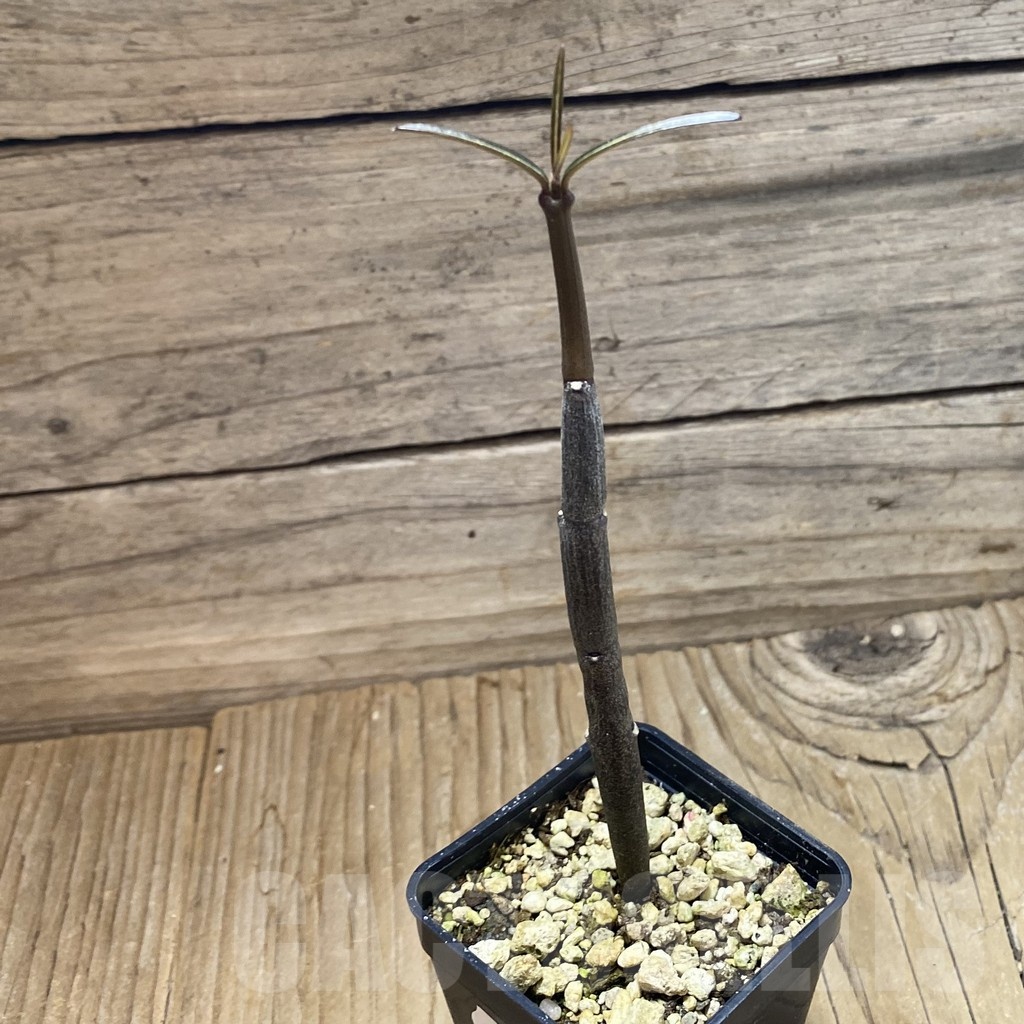 SH18473 Ceropegia fusca, seedling - Image 2