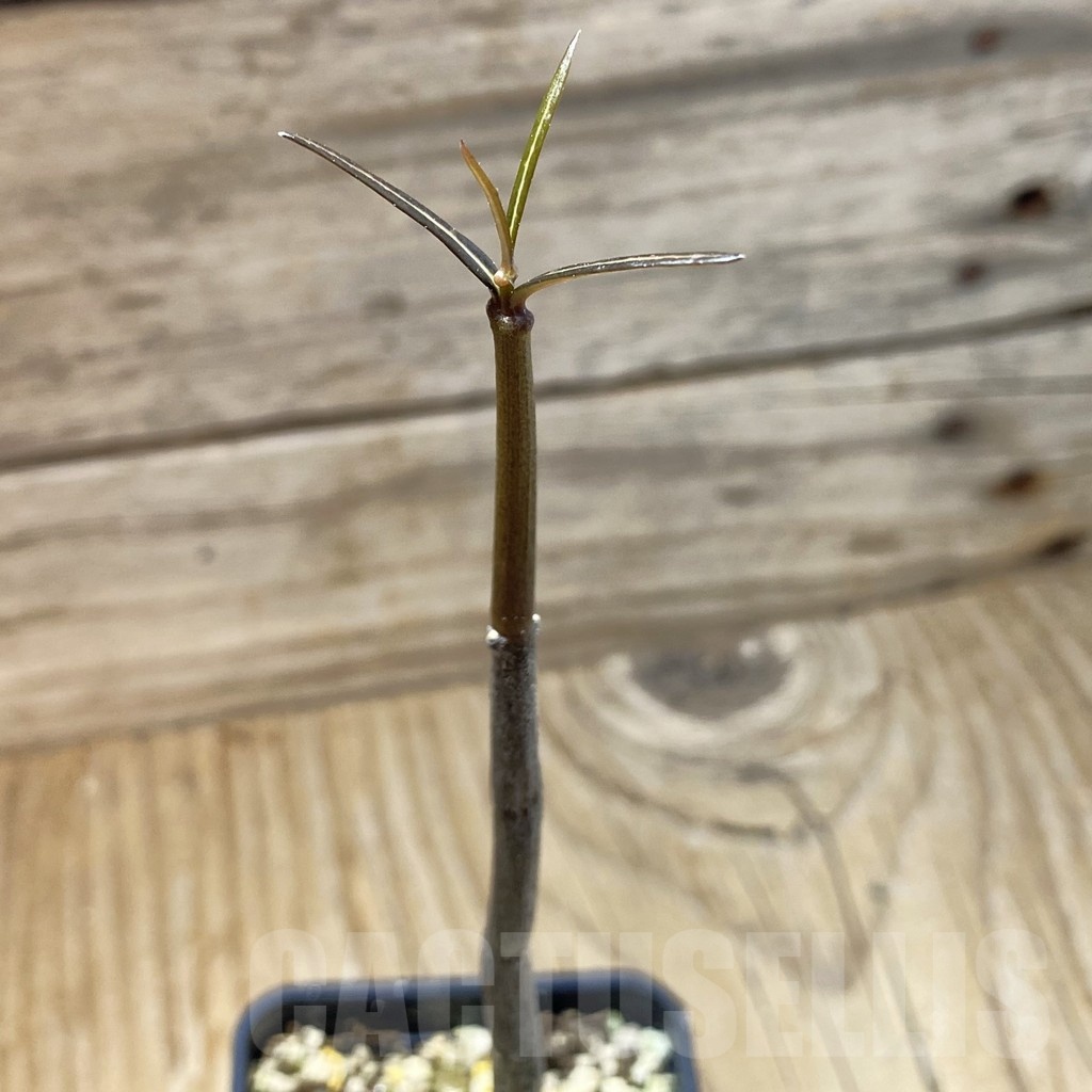 SH18474 Ceropegia fusca, seedling