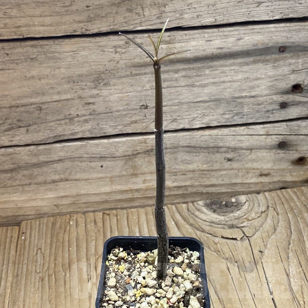 SH18474 Ceropegia fusca, seedling - Image 2