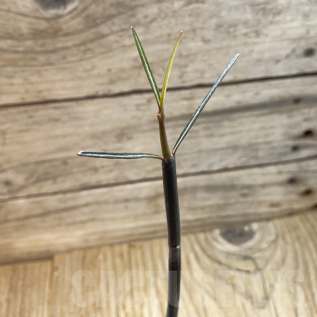 SH18475 Ceropegia fusca, seedling