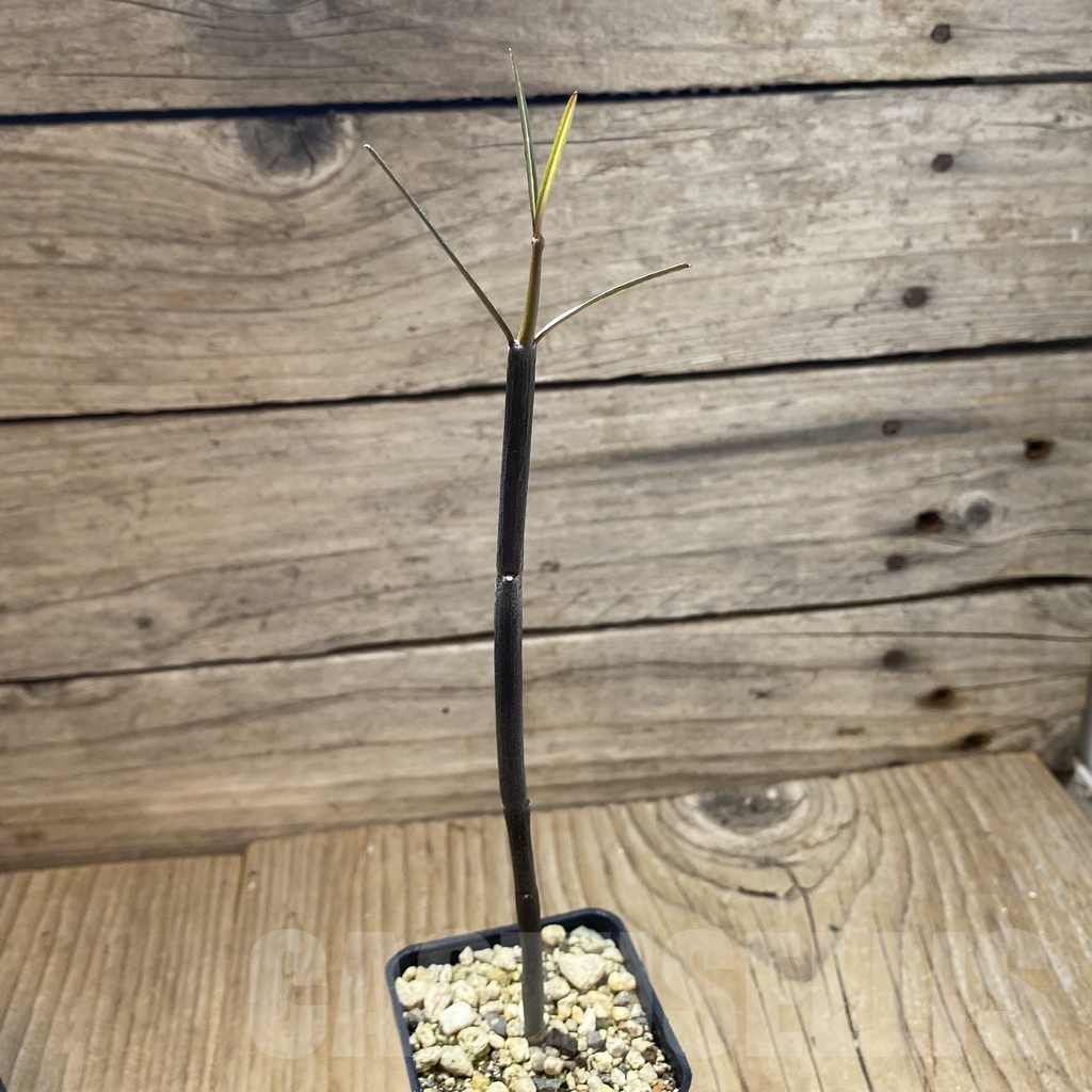 SH18475 Ceropegia fusca, seedling - Image 2