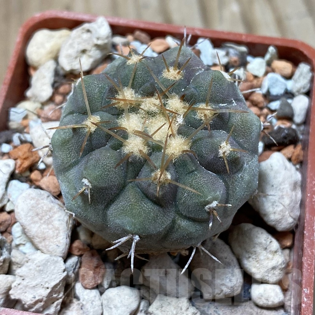 SH18433 Copiapoa columna-alba PHA 2454
