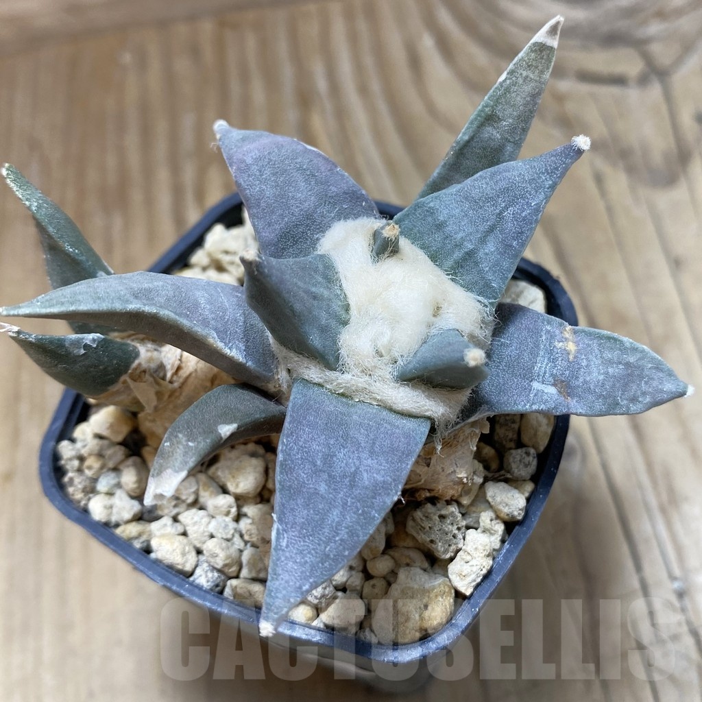 SH18483 Ariocarpus retusus v. furfuraceus, 2 plants