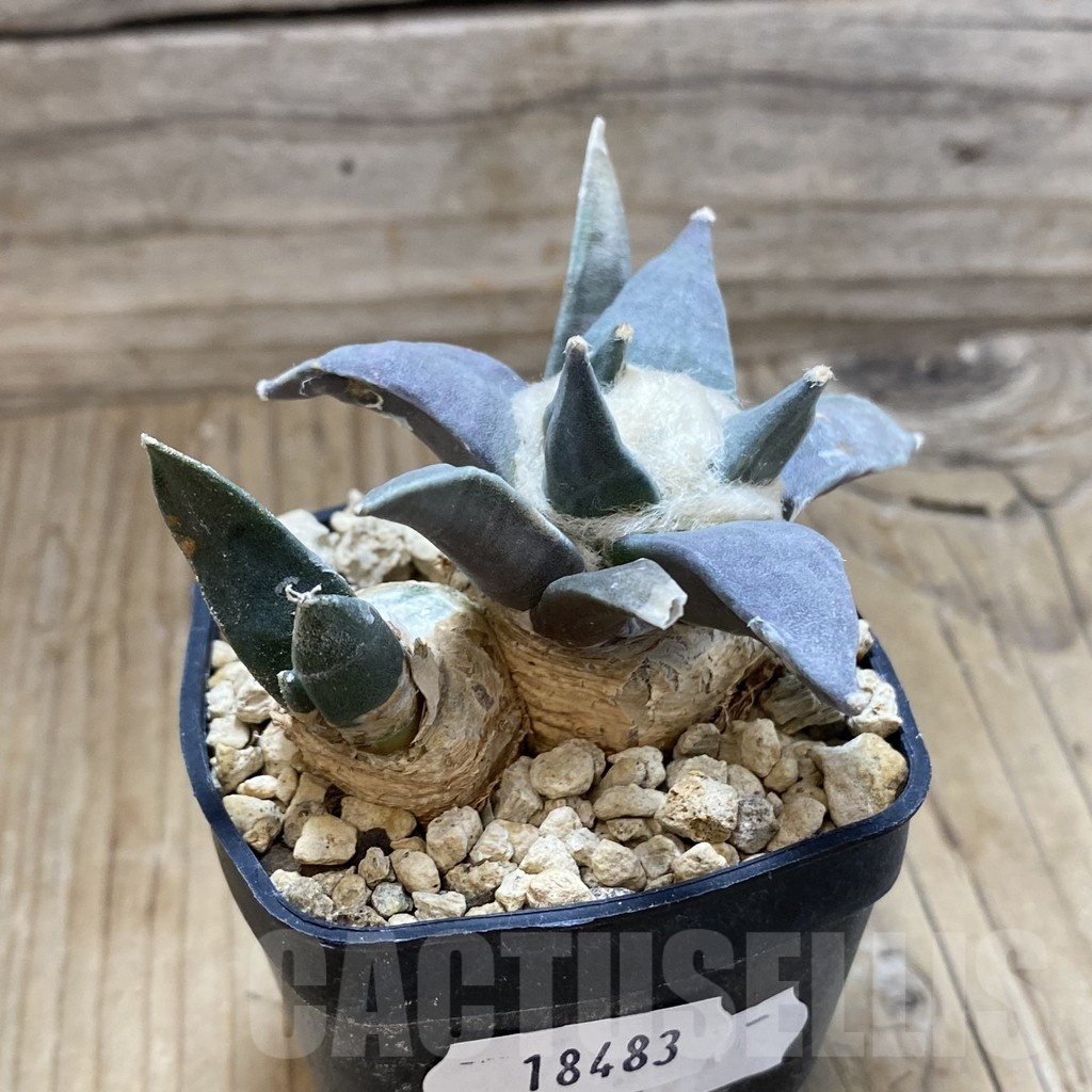 SH18483 Ariocarpus retusus v. furfuraceus, 2 plants - Image 2