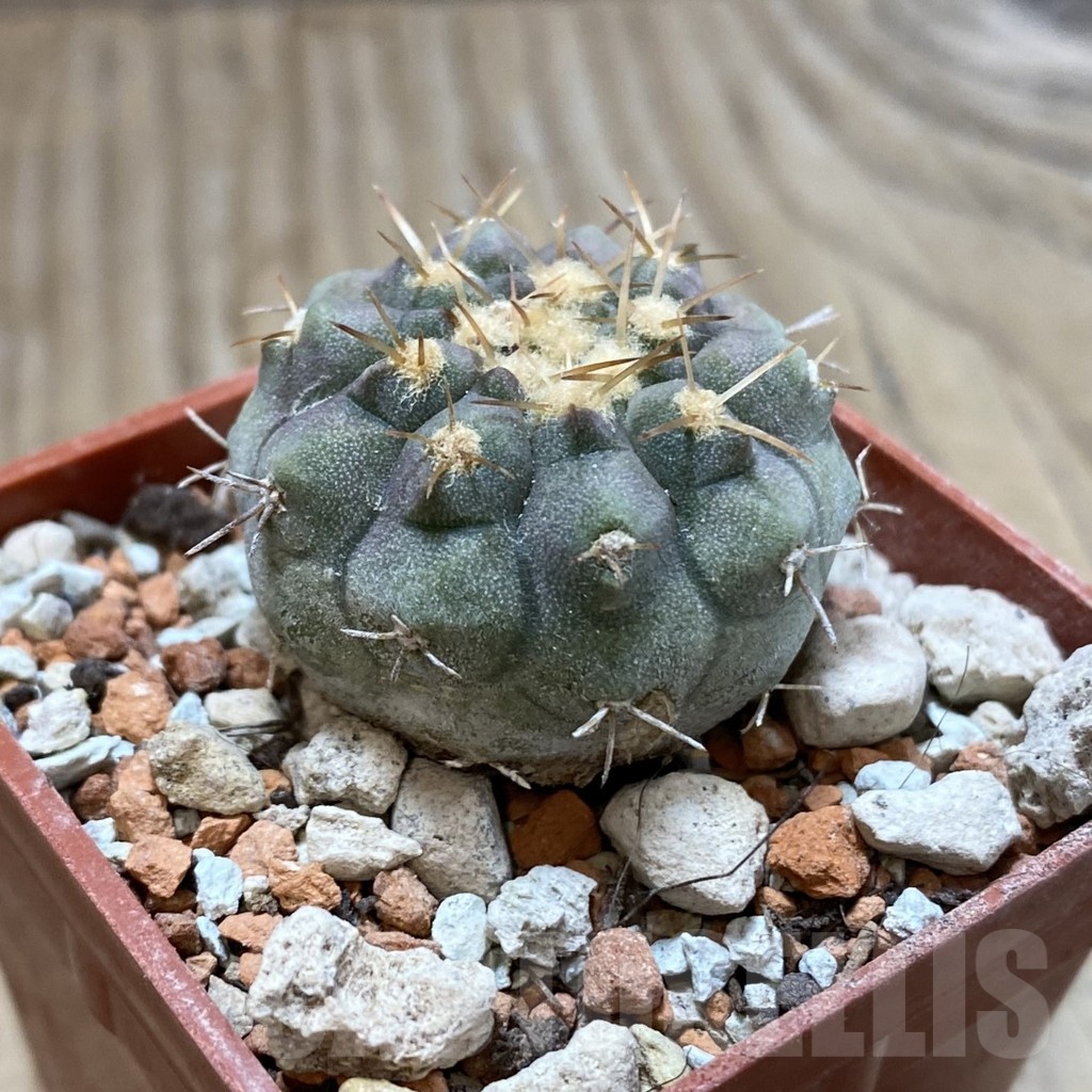 SH18433 Copiapoa columna-alba PHA 2454 - Image 2
