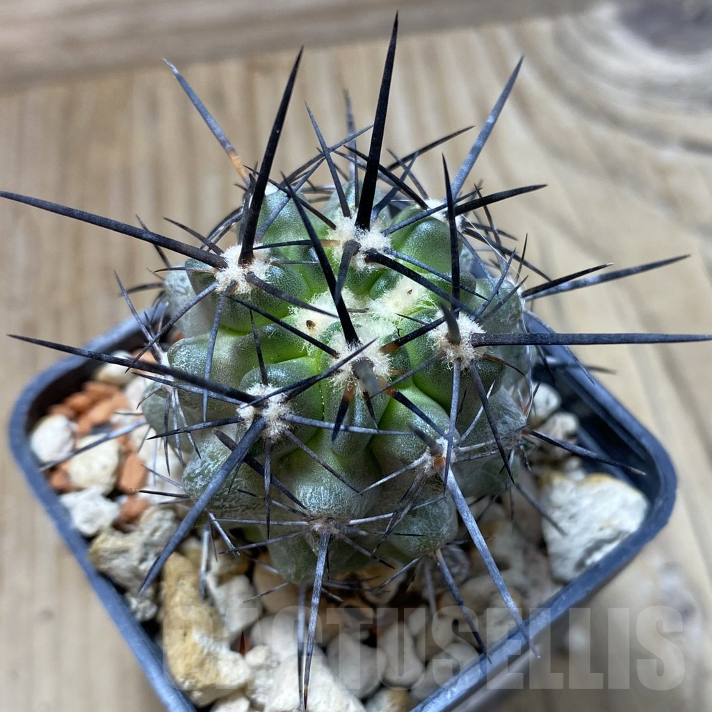 SH18437 Copiapoa fiedleriana PHA 2626