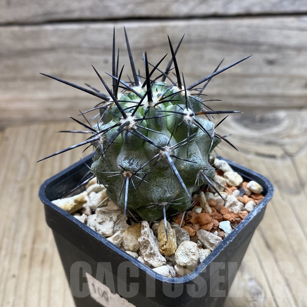 SH18437 Copiapoa fiedleriana PHA 2626 - Image 2