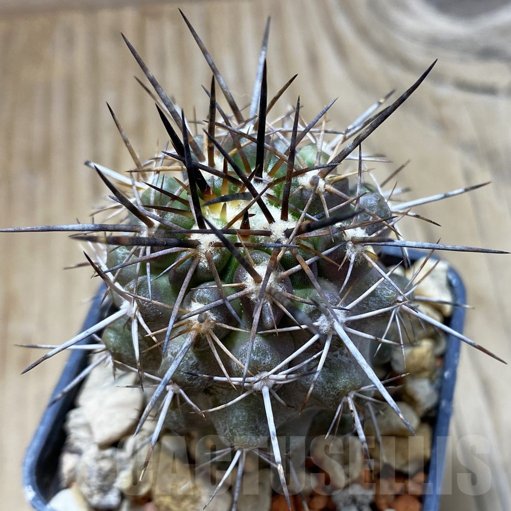SH18438 Copiapoa fiedleriana PHA 2626