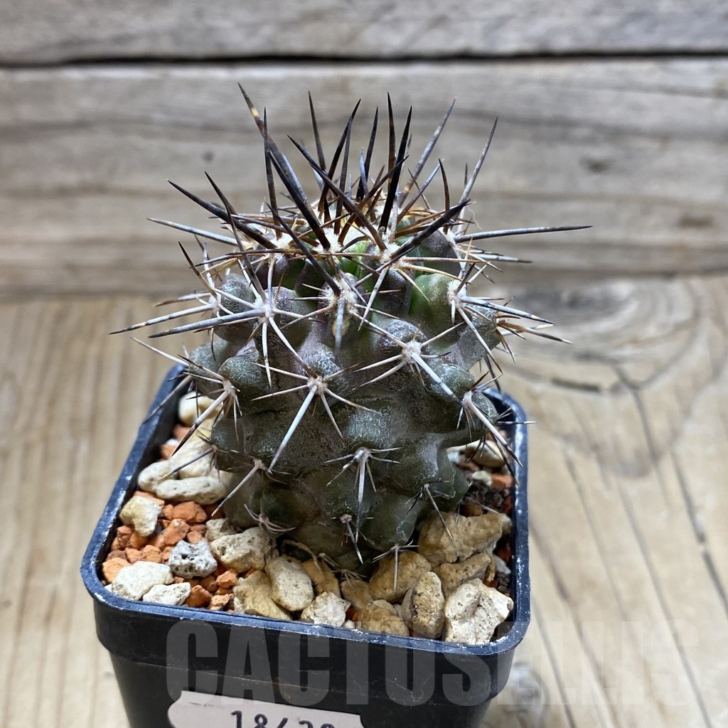 SH18438 Copiapoa fiedleriana PHA 2626 - Image 2