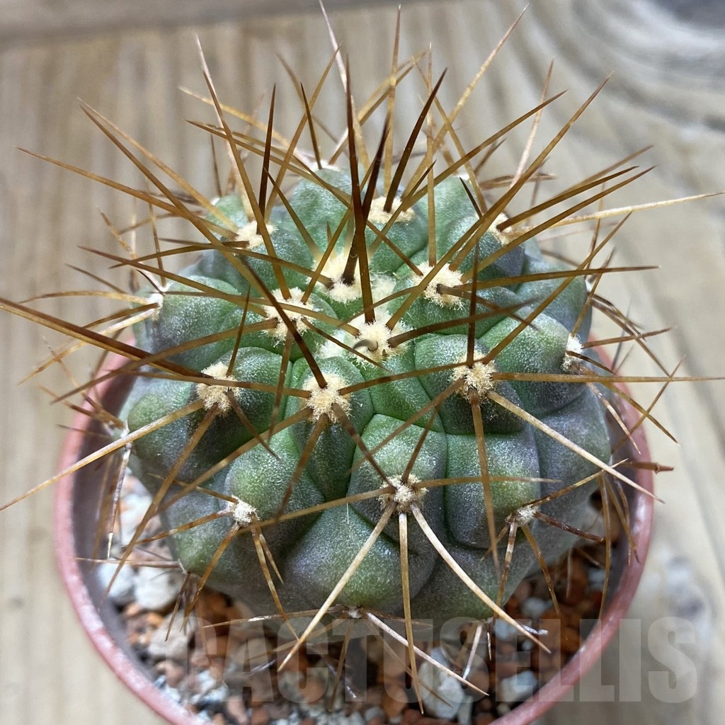 SH18444 Copiapoa haseltoniana PHA 2545