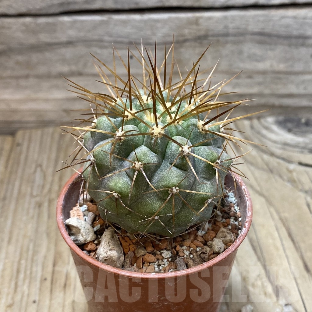 SH18444 Copiapoa haseltoniana PHA 2545 - Image 2