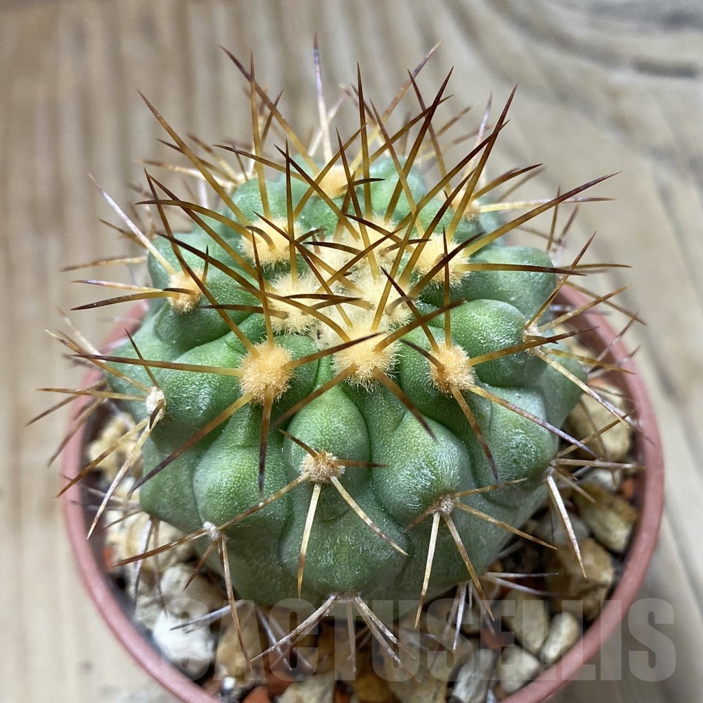 SH18445 Copiapoa haseltoniana PHA 2545