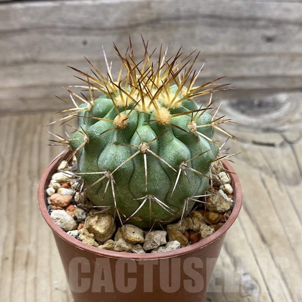 SH18445 Copiapoa haseltoniana PHA 2545 - Image 2