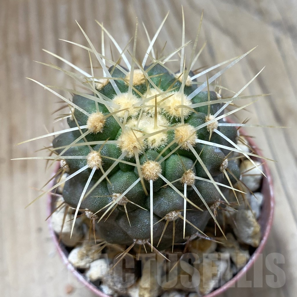 SH18447 Copiapoa haseltoniana PHA 2545