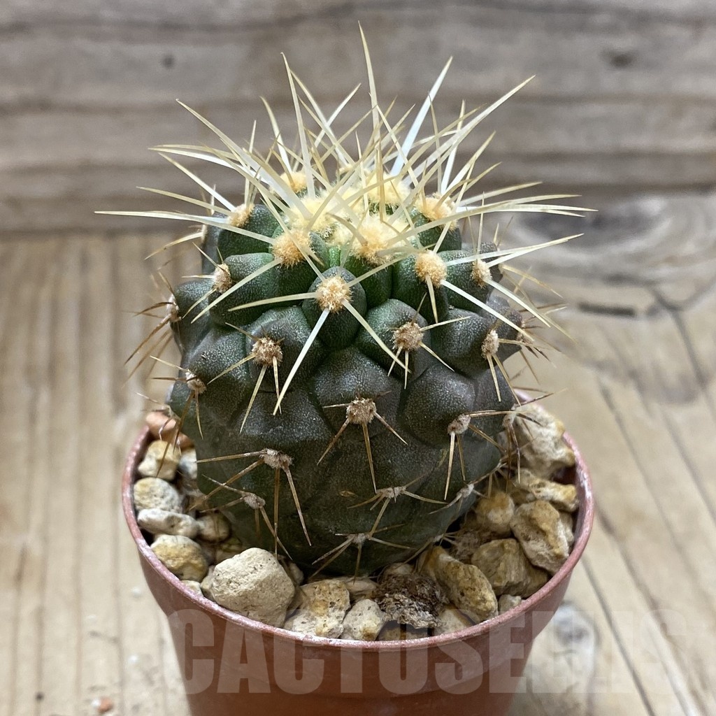 SH18447 Copiapoa haseltoniana PHA 2545 - Image 2