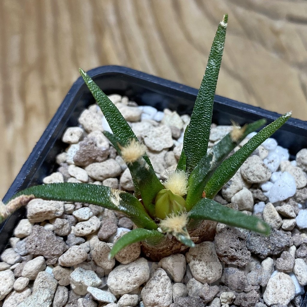 SH18528 Ariocarpus agavoides PP 208, 6 years old