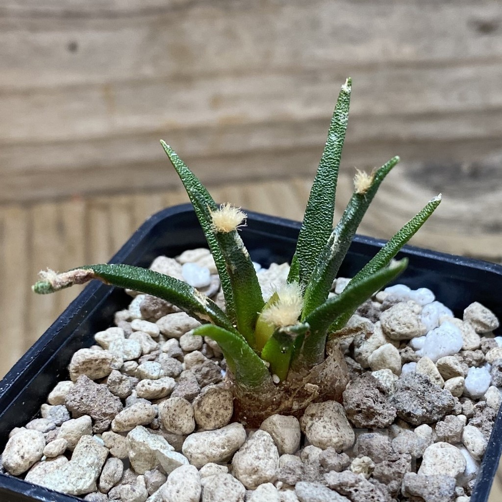 SH18528 Ariocarpus agavoides PP 208, 6 years old - Image 2