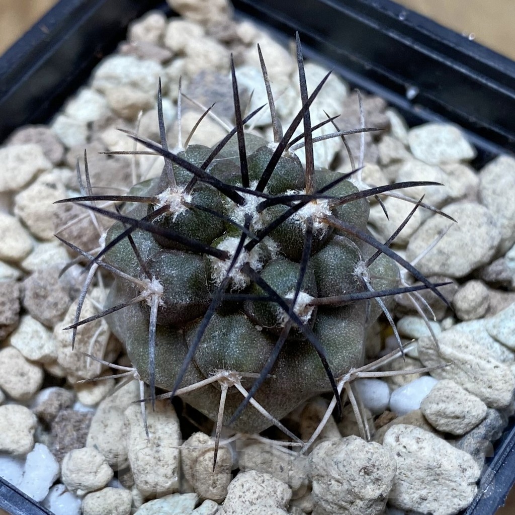 SH18498 Copiapoa griseoviolacea ASK 582