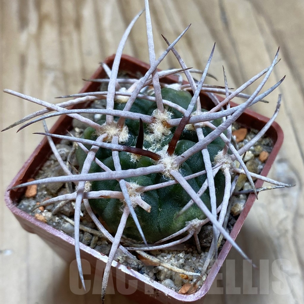 SH18532 Gymnocalycium hossei STO 87-88