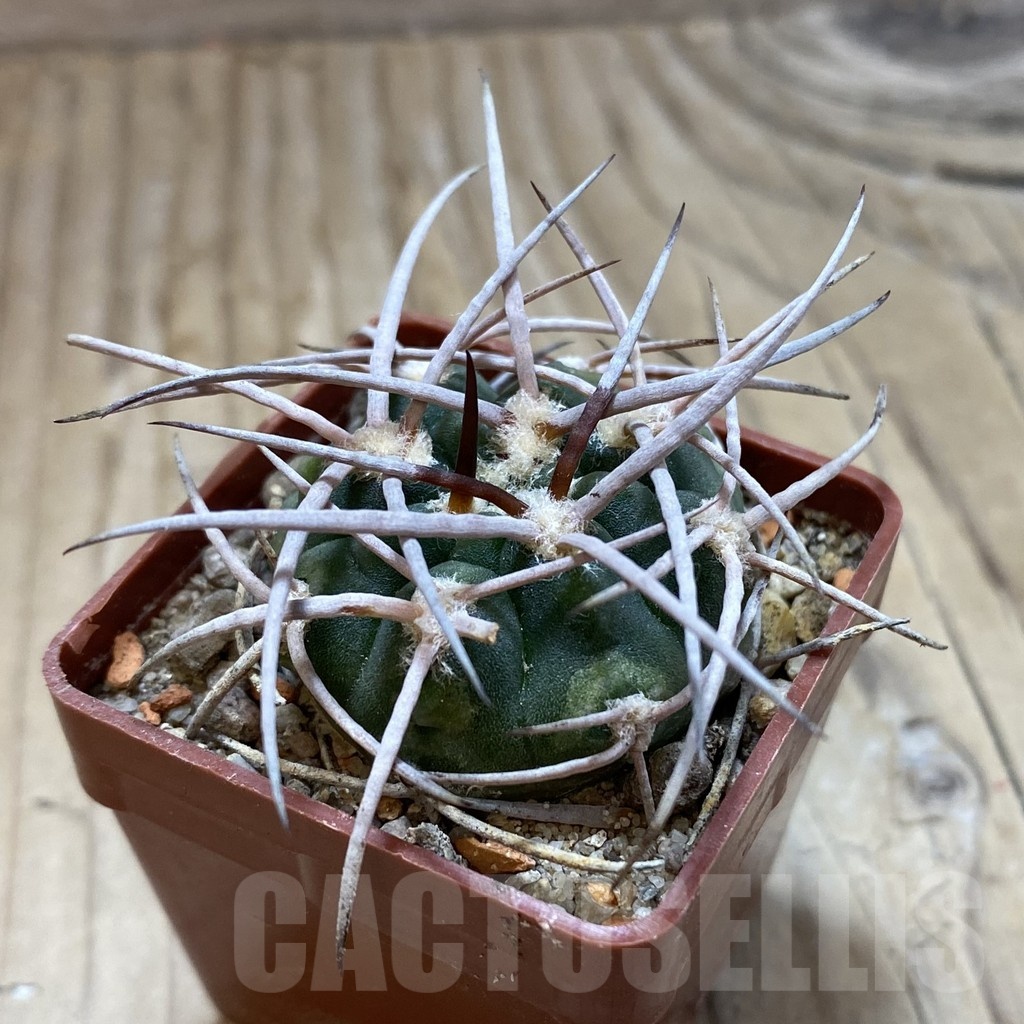 SH18532 Gymnocalycium hossei STO 87-88 - Image 2