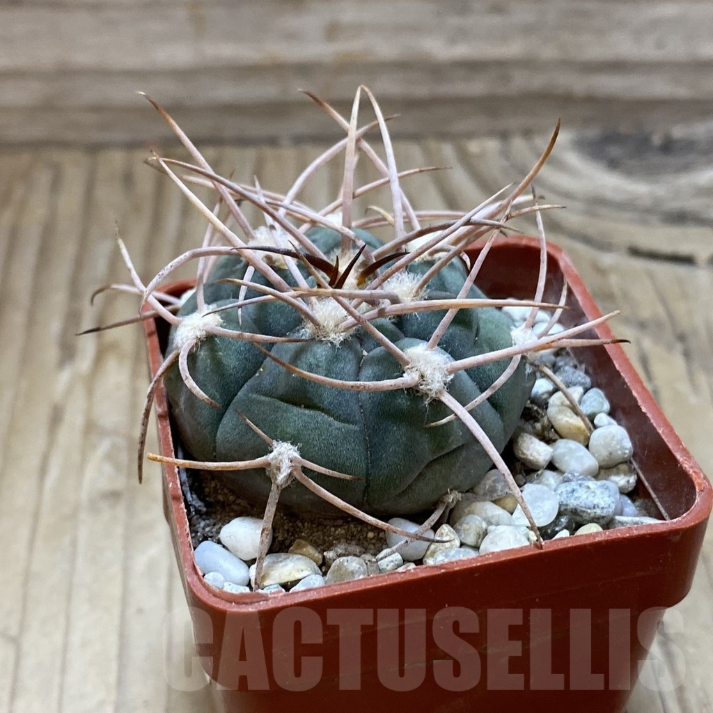 SH18533 Gymnocalycium hossei JL 12 - Image 2