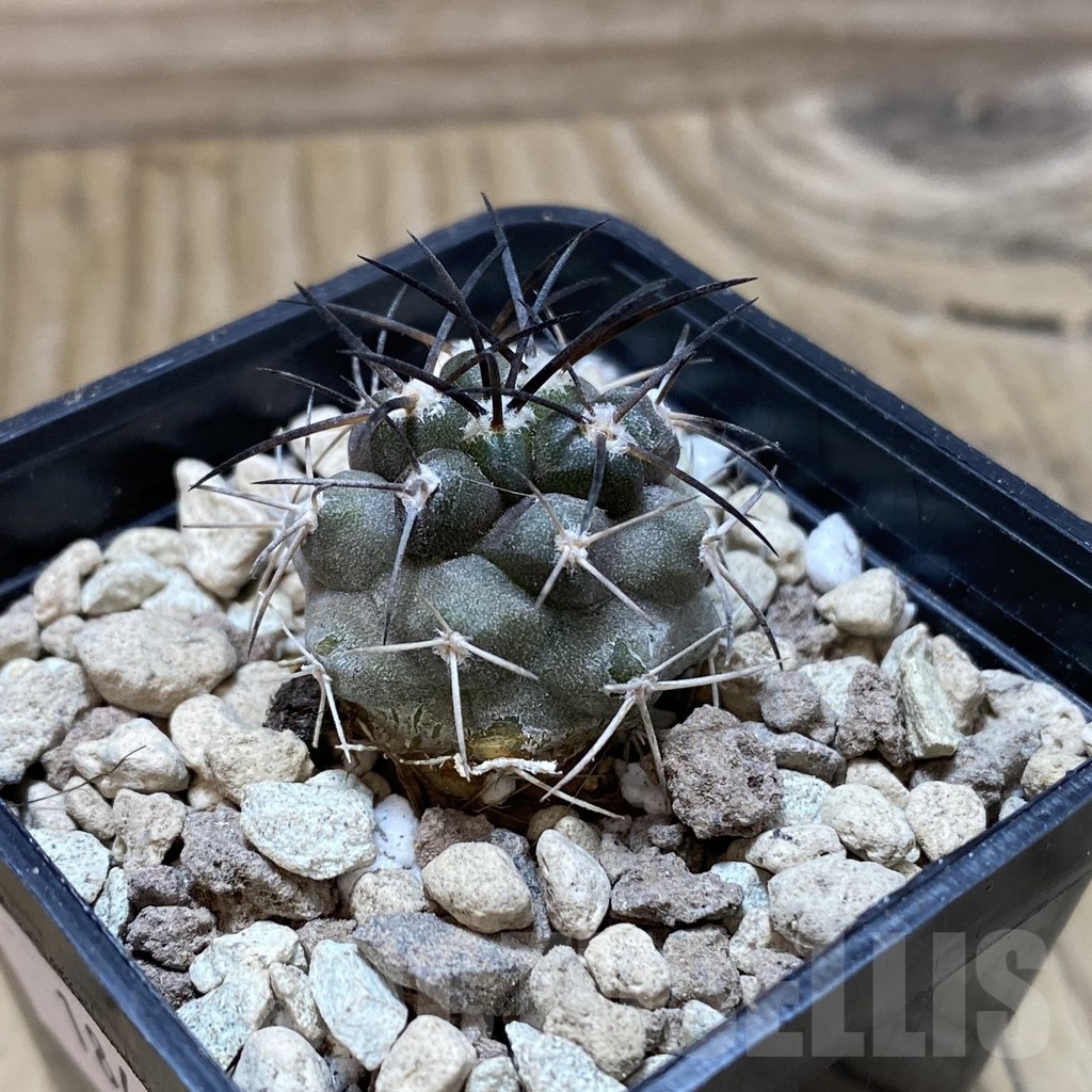 SH18498 Copiapoa griseoviolacea ASK 582 - Image 2