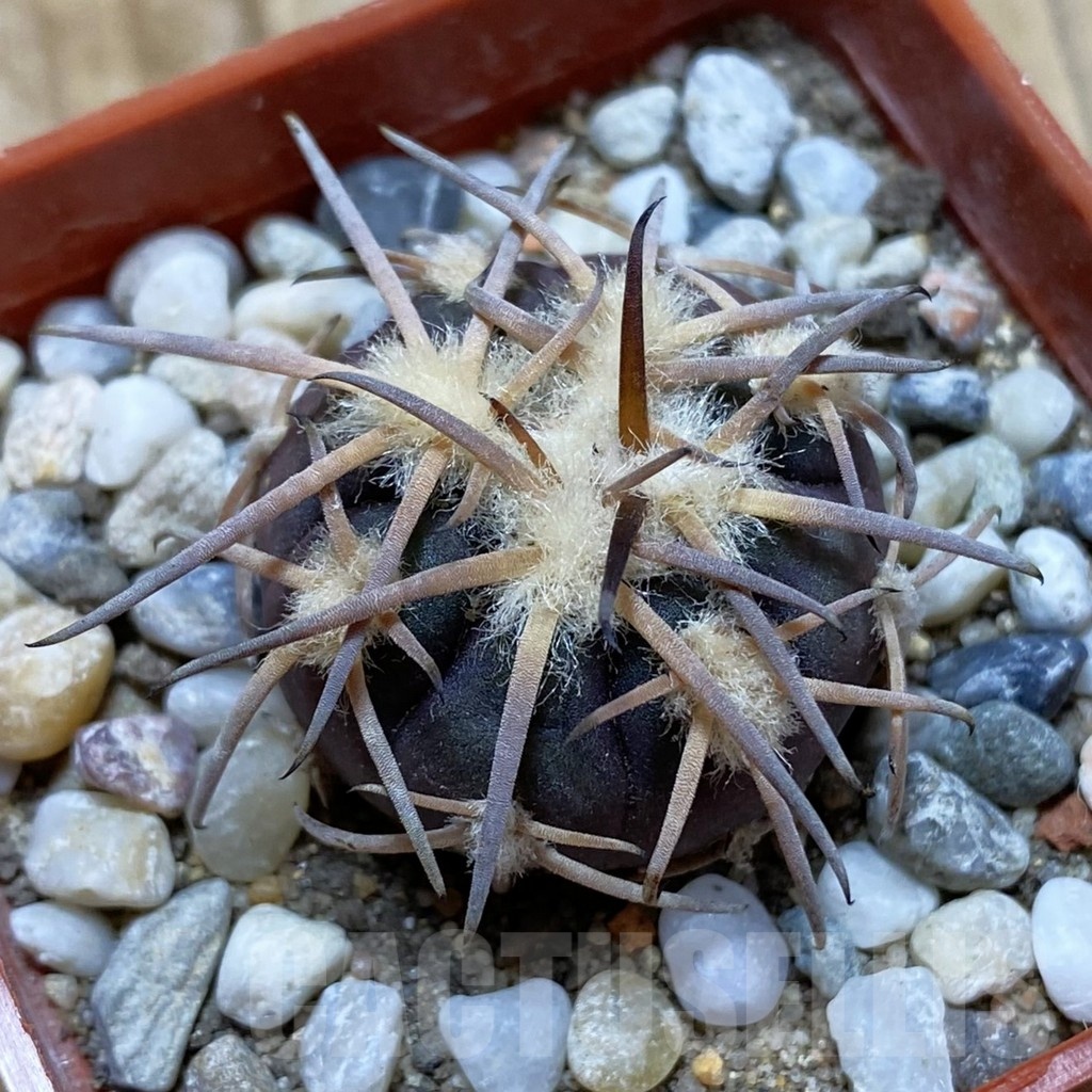 SH18535 Gymnocalycium spegazzinii JMT 483