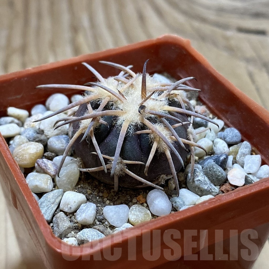 SH18535 Gymnocalycium spegazzinii JMT 483 - Image 2