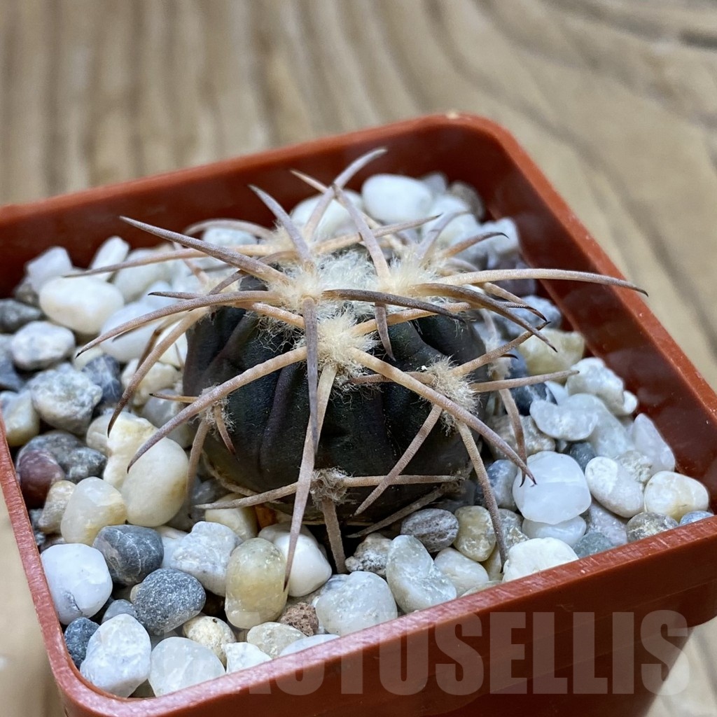 SH18537 Gymnocalycium spegazzinii JMT 483 - Image 2