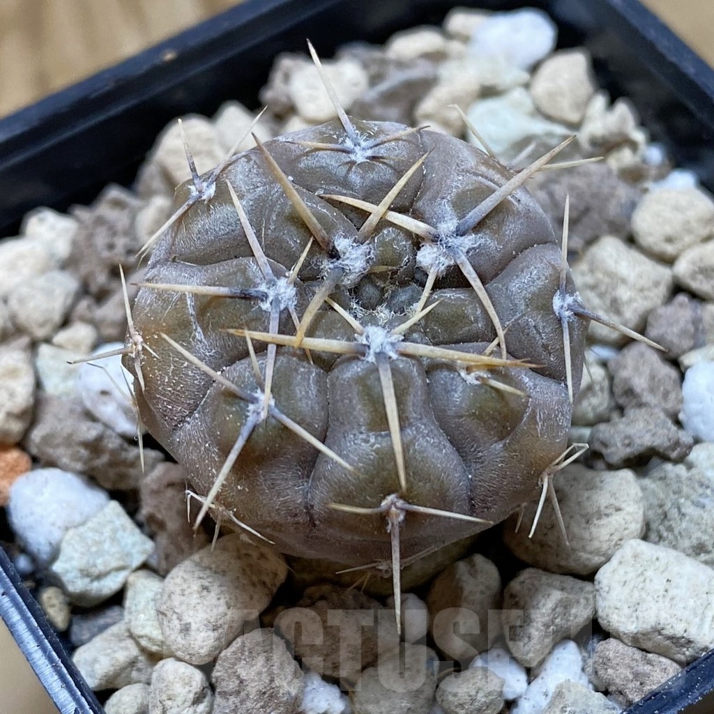 SH18541 Gymnocalycium borthii v. nogolense VG 684