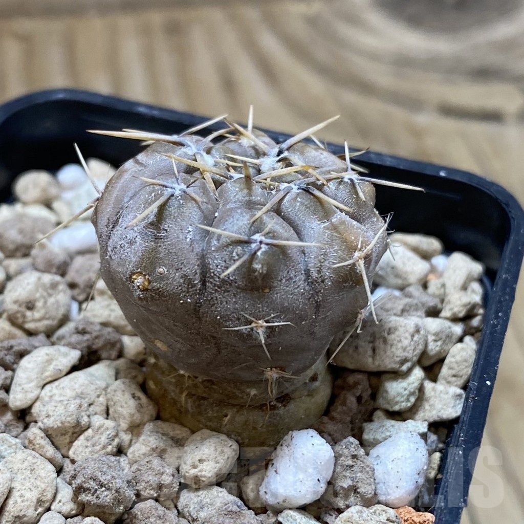SH18541 Gymnocalycium borthii v. nogolense VG 684 - Image 2