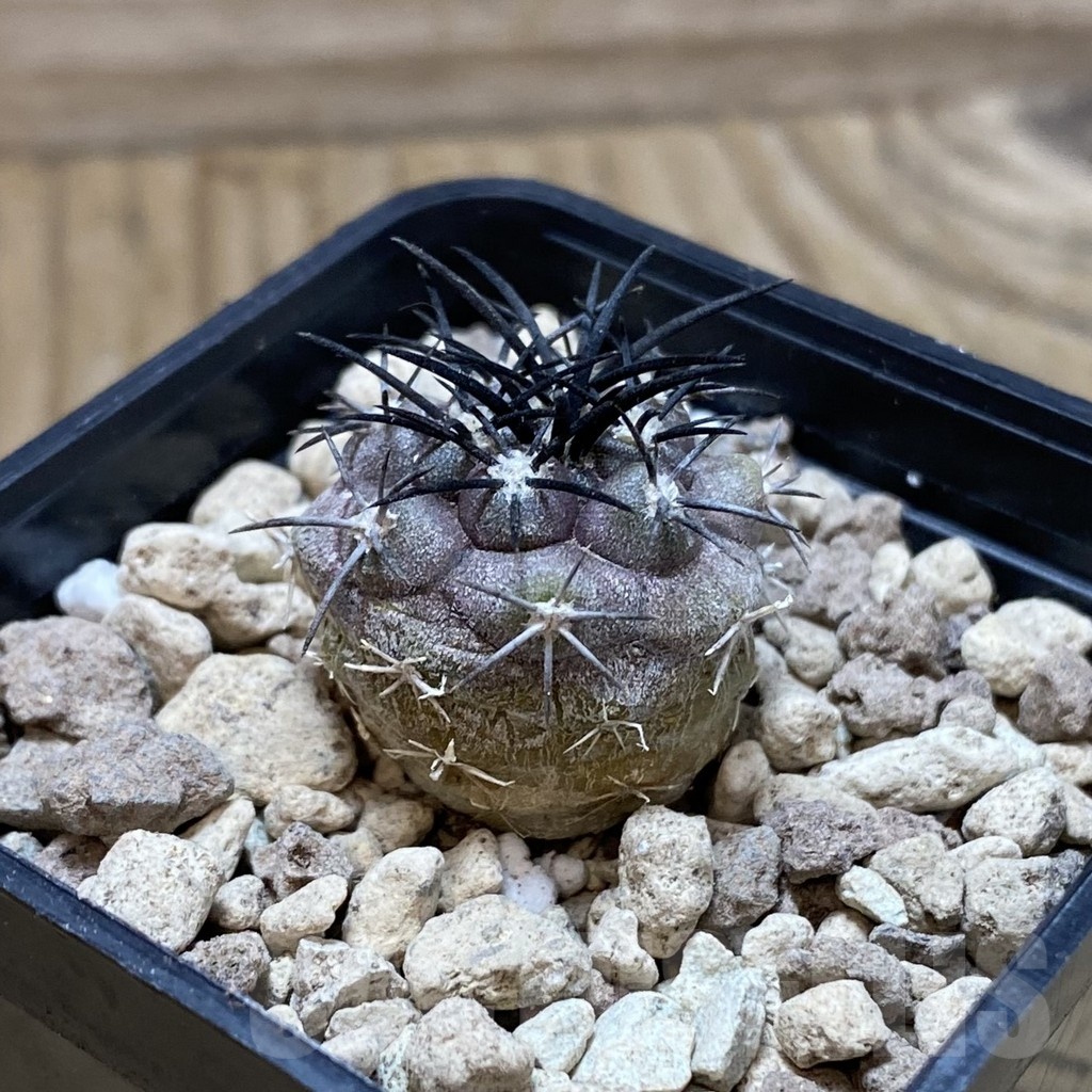 SH18499 Copiapoa griseoviolacea ASK 582 - Image 2