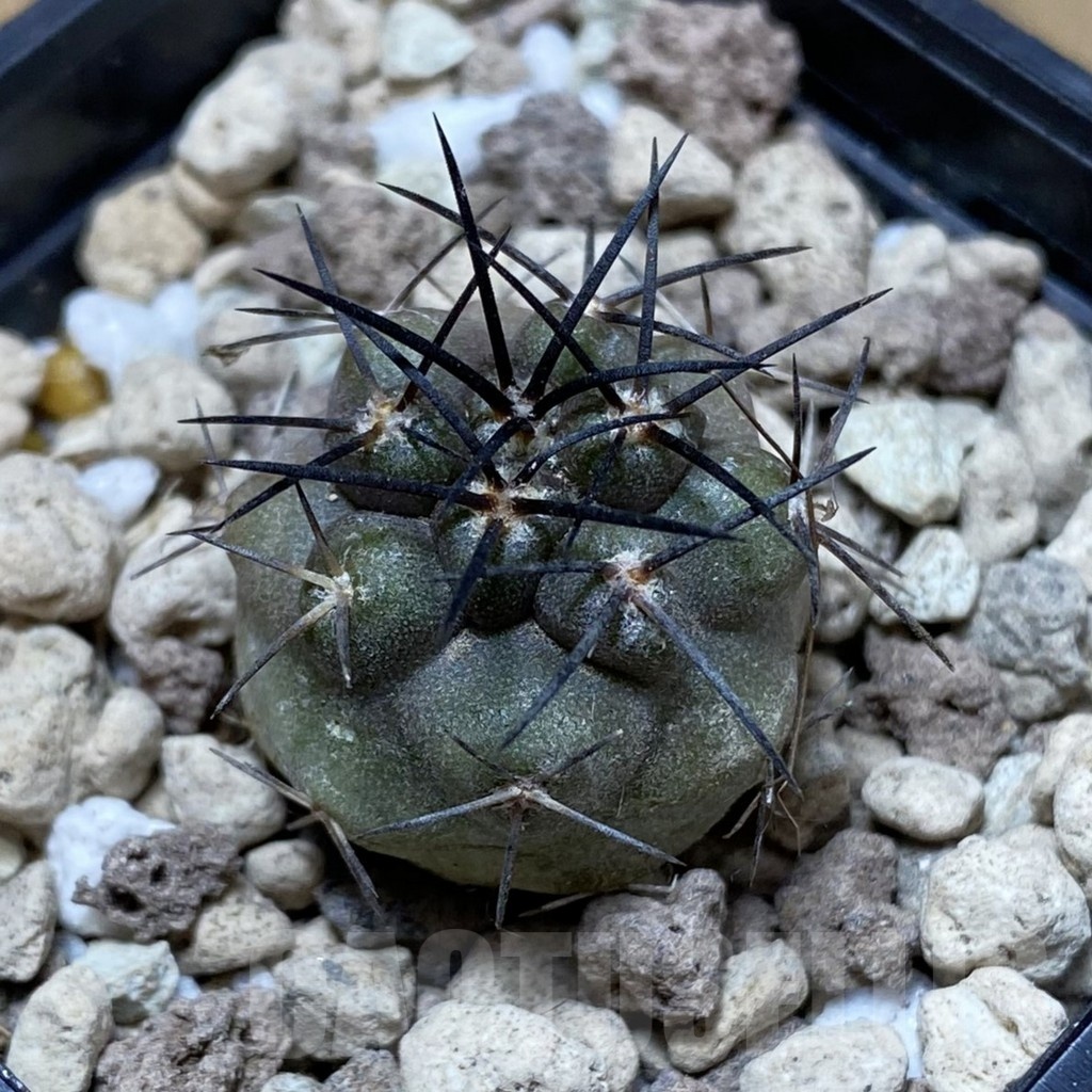 SH18500 Copiapoa griseoviolacea ASK 582