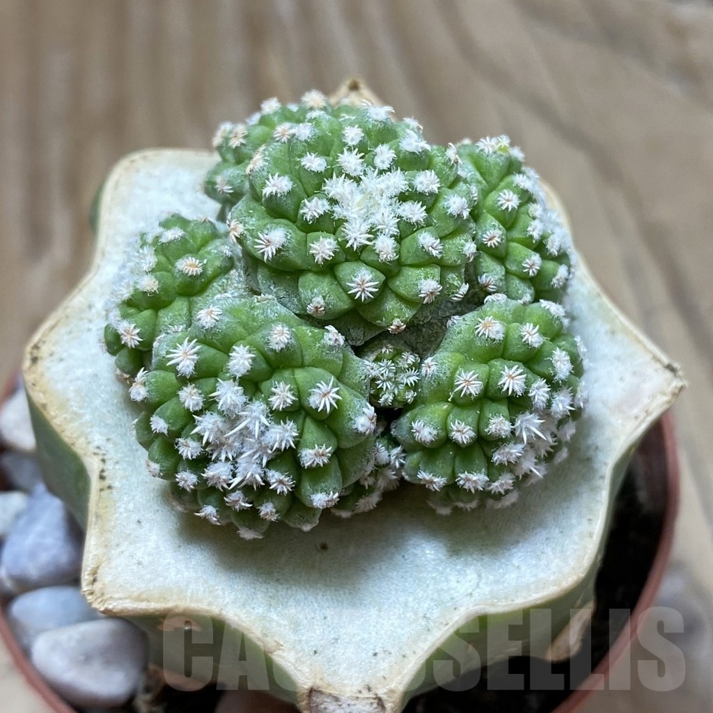 SH18553 Strombocactus disciformis f. monstrosa, grafted